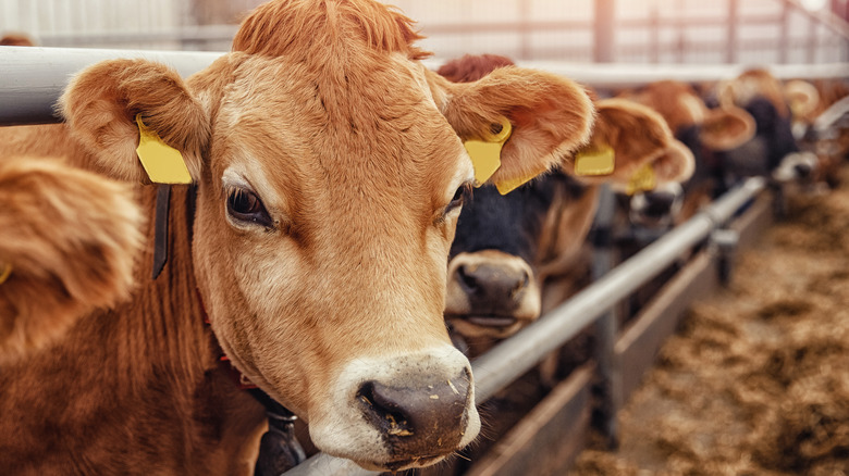 closeup cattle head