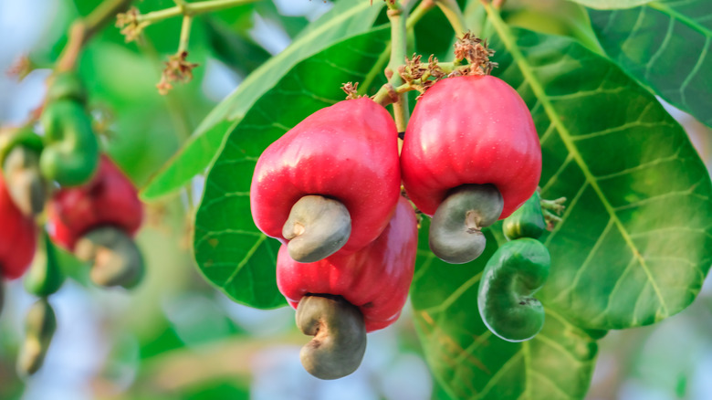 cashew apple on a tree branch