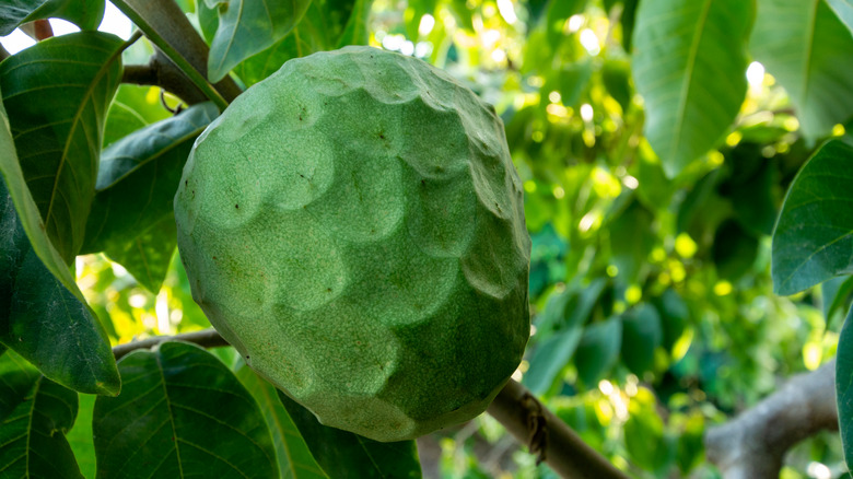 Green cherimoya fruit on plant