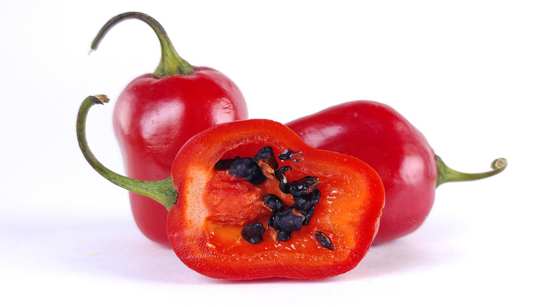 rocoto pepper