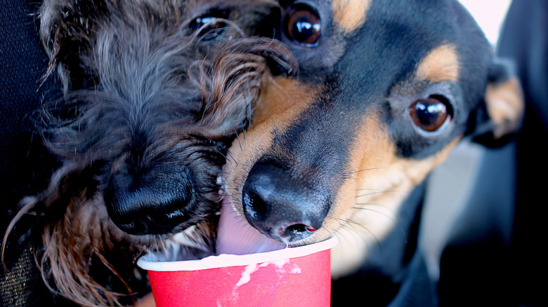 Two dogs enjoying a Puppuccino