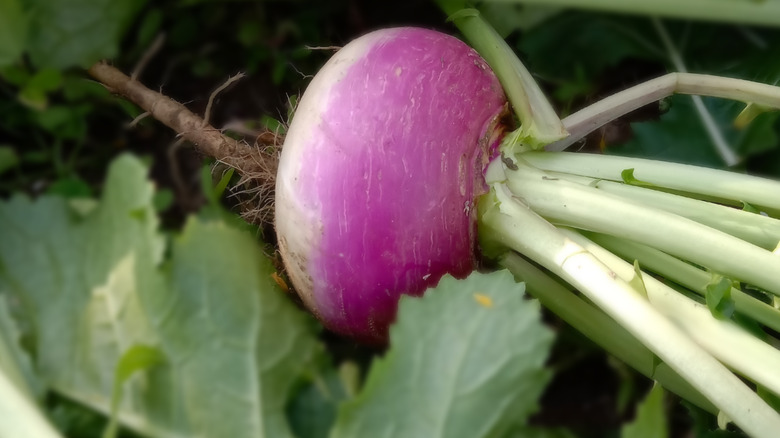A turnip in the wild