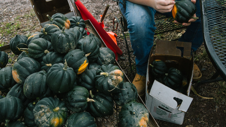 A stack of acorn squash by a farmer