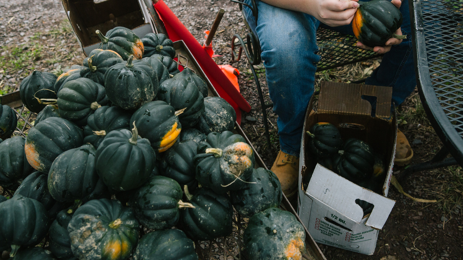 What Is Acorn Squash And What Does It Taste Like?