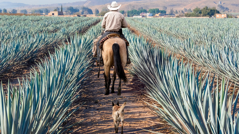 Agave Farmer on Horse