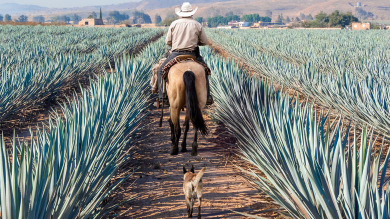 Agave Farmer on Horse