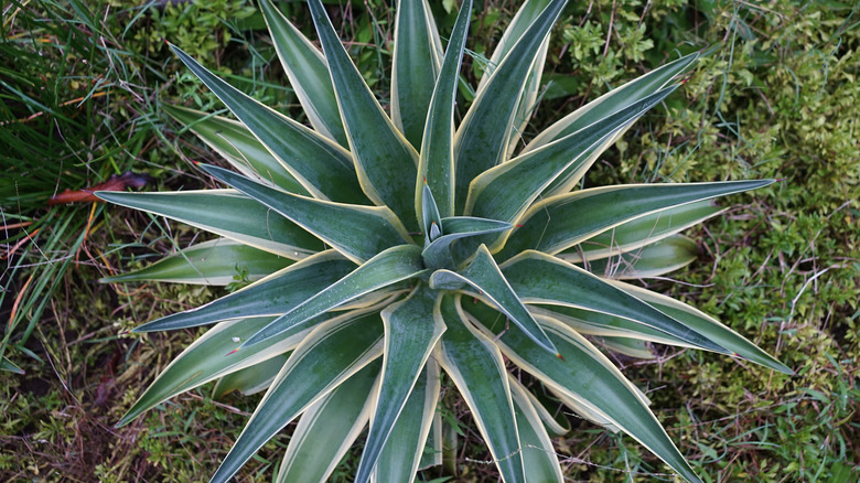 blue agave plant