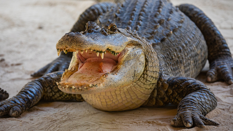 Alligator opening jaws