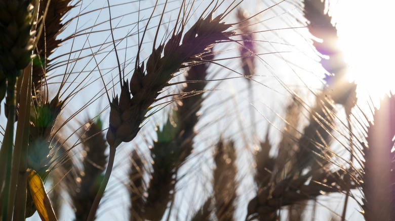 Barley grain against a blue sky