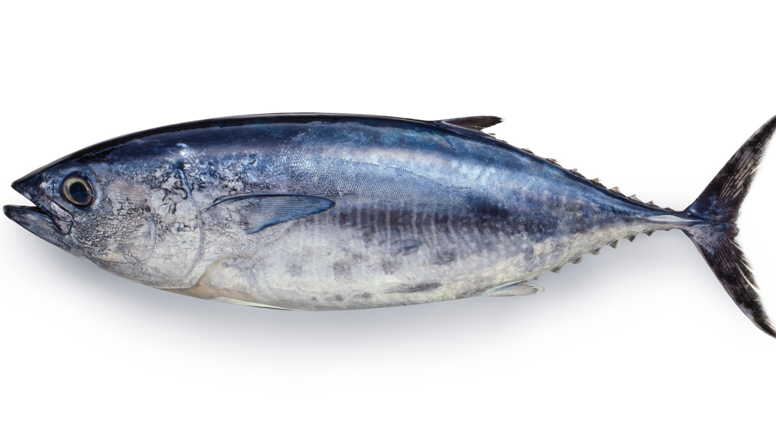 What Is Bluefin Tuna And What Is It Used For?