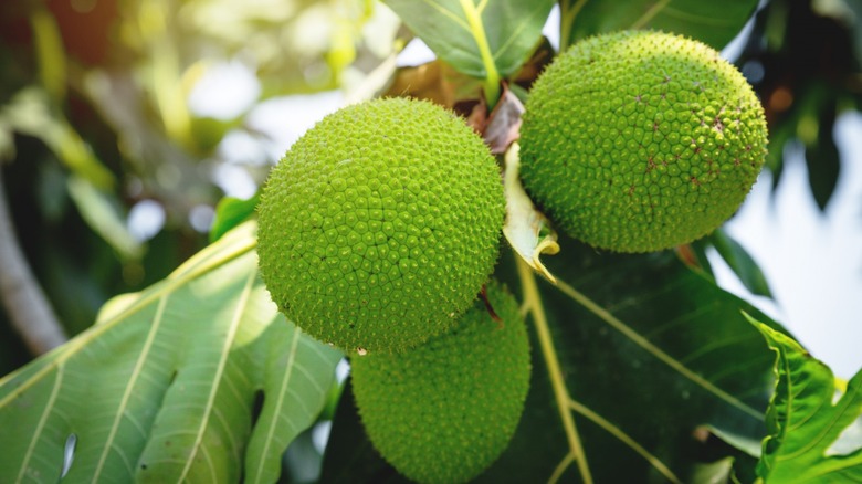 Breadfruit growing on tree