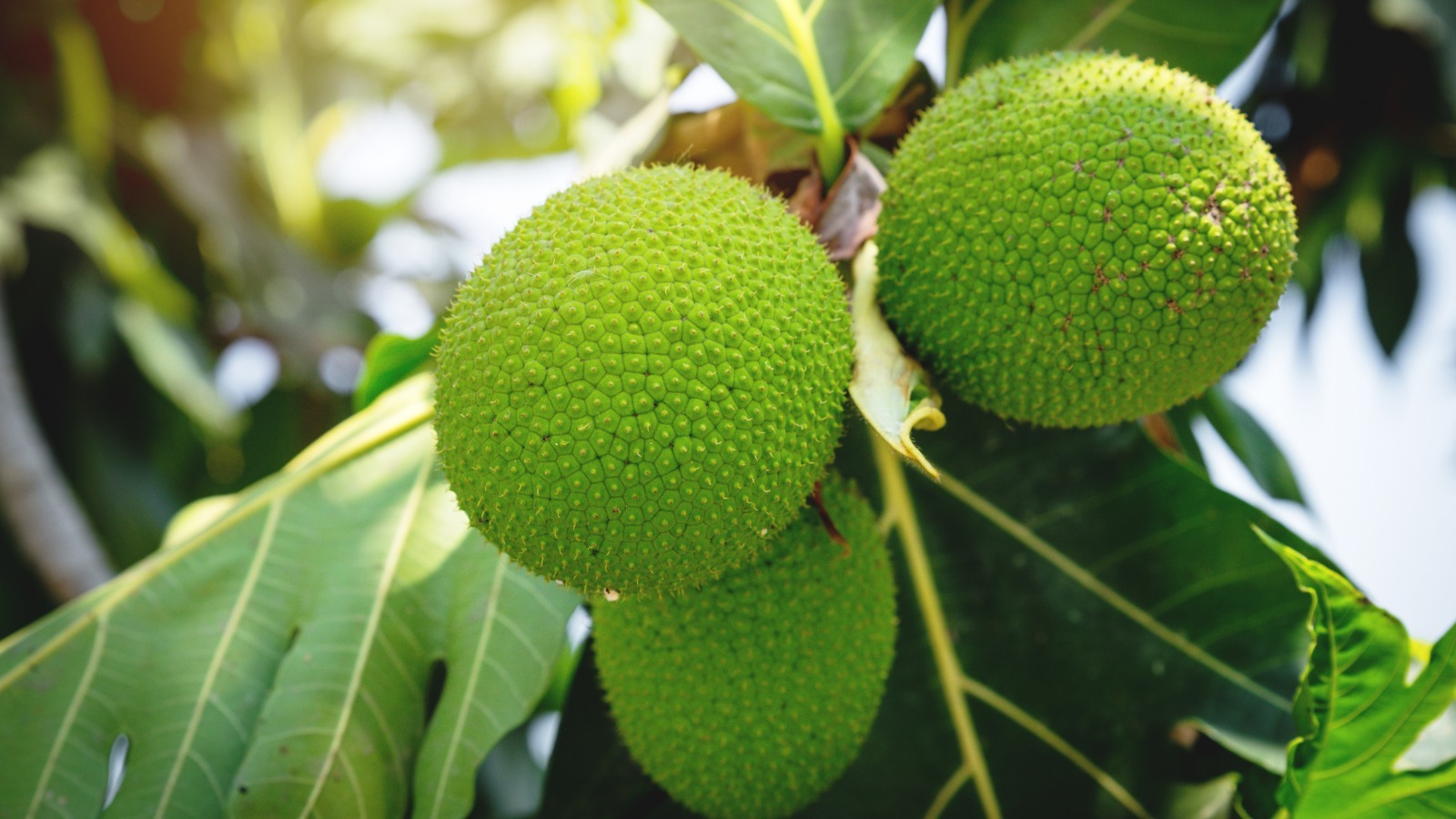 What Is Breadfruit And What Does It Taste Like? – Mashed