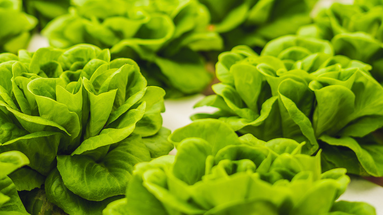 Several heads of butter lettuce