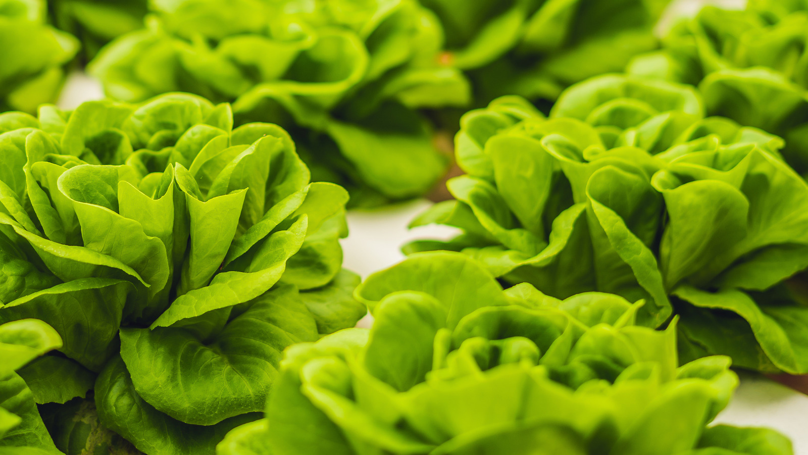 What Is Butter Lettuce And What Does It Taste Like what-is-butter-lettuce-and-what-does-it-taste-like