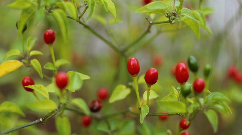 Chiltepin growing on the plant