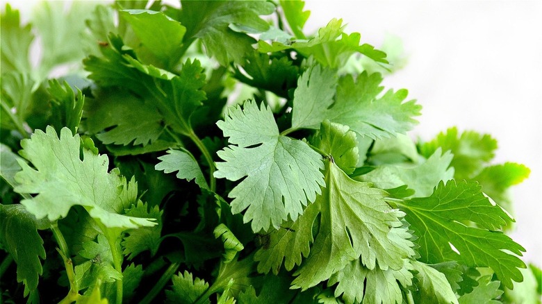 Cilantro on white background