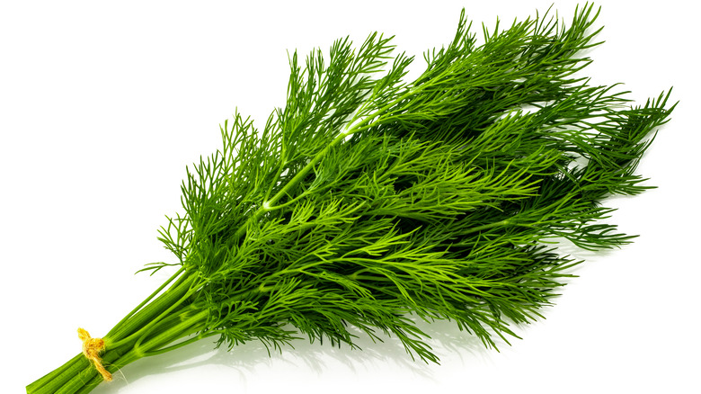 Bunch of fresh dill