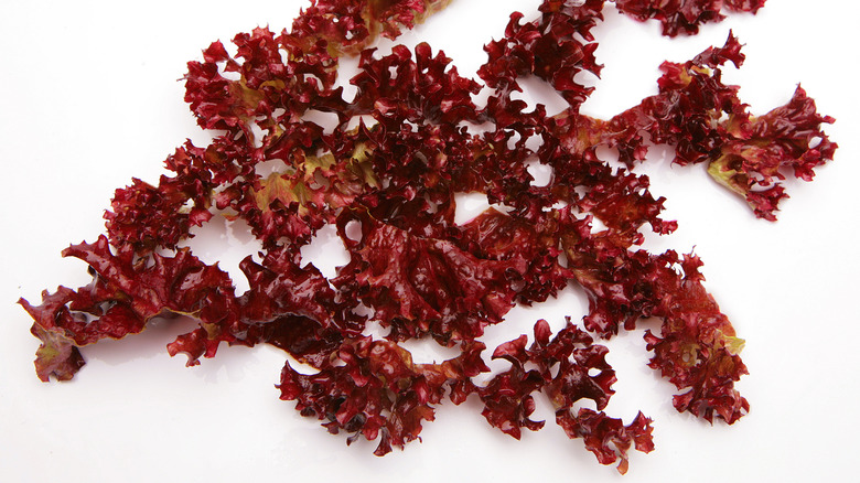 Red seaweed