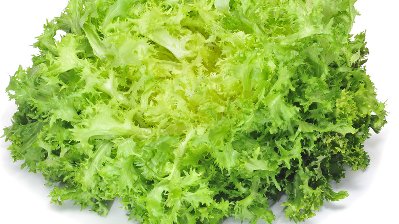 Escarole close-up