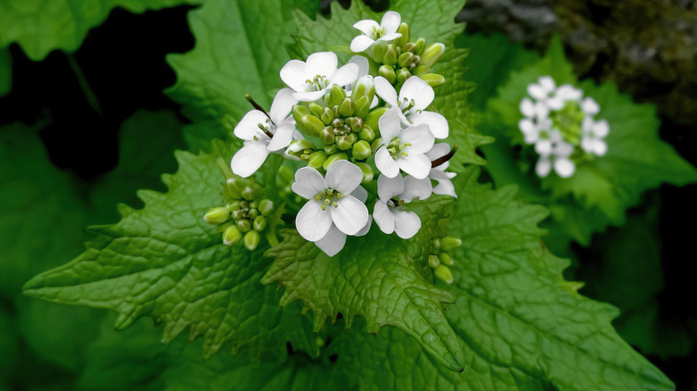 garlic mustard with white flowers