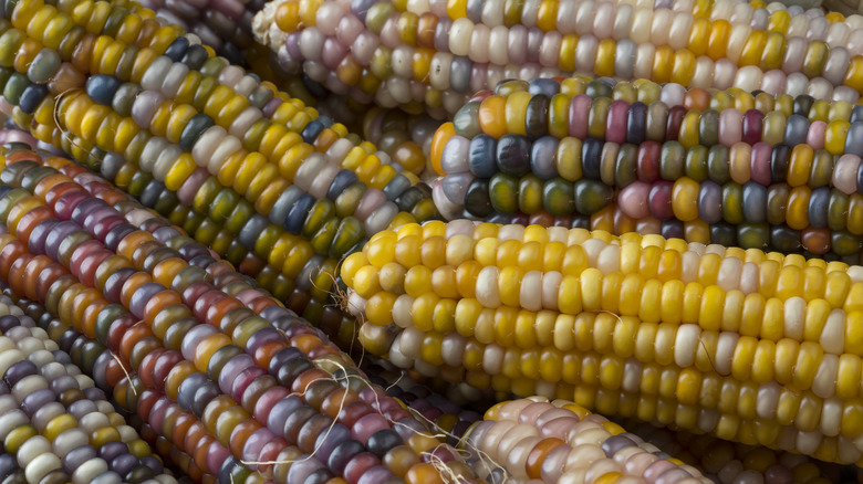 Corn varieties