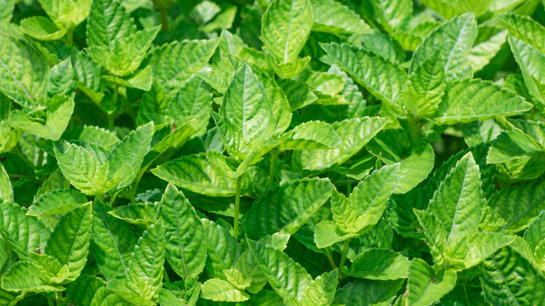 Fresh green leaves