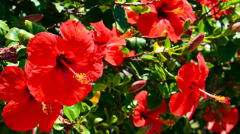 Hibiscus blooms in the sun