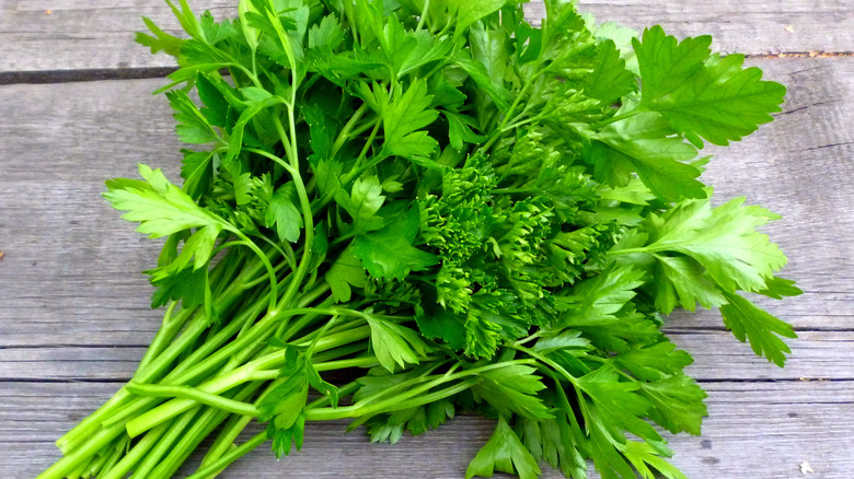 bunch of flat leaf parsley