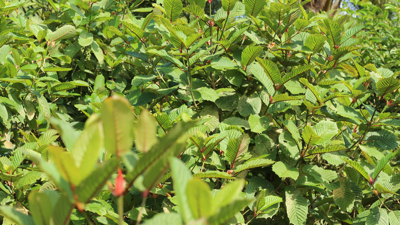 The kratom plant