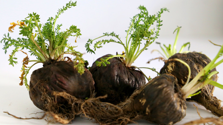 What Is Maca And Is It Nutritious?