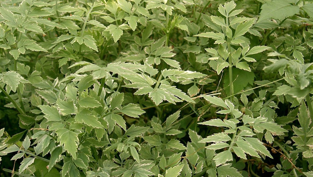 thicket of minari herb
