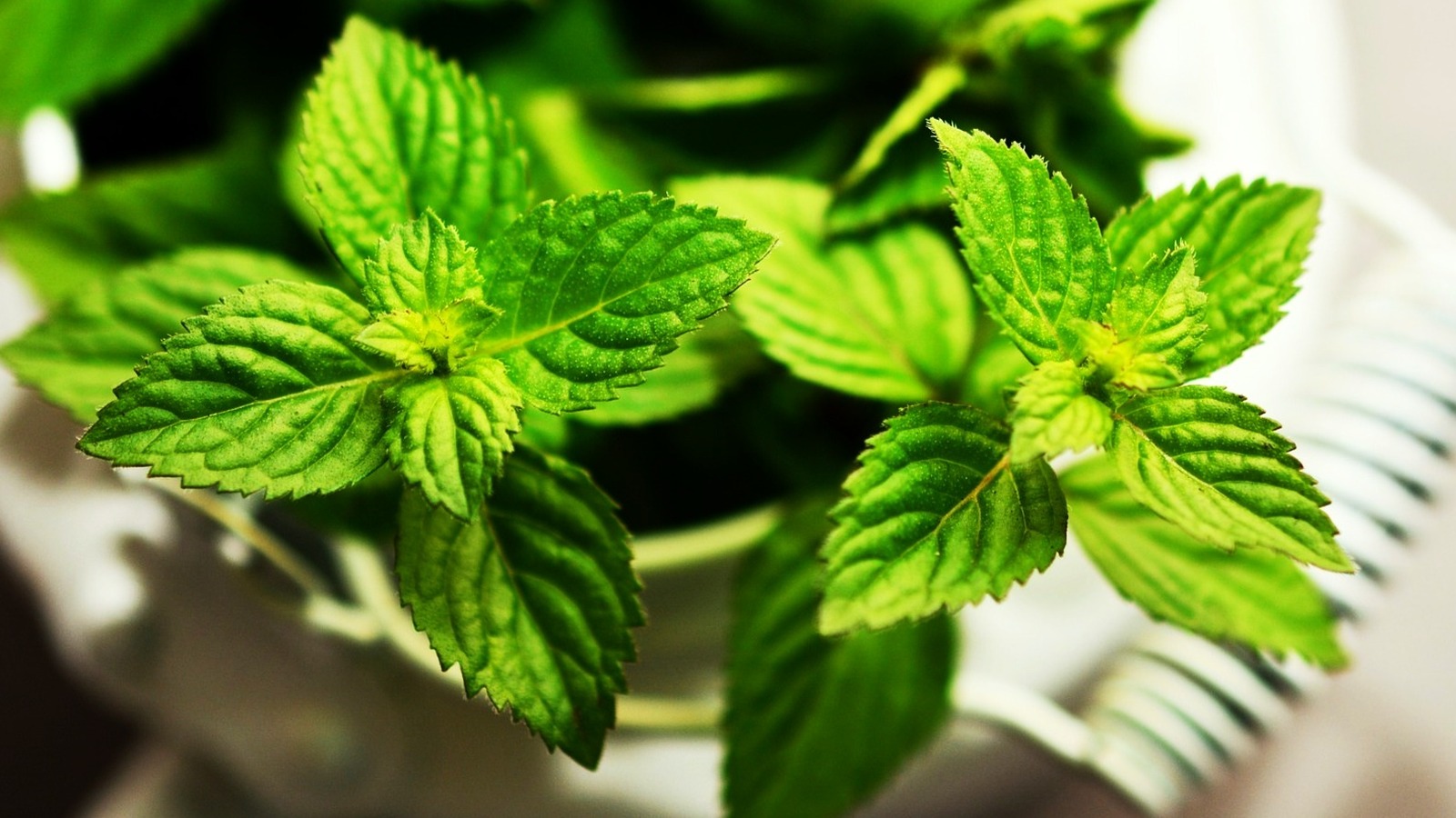 What Is Mint And How Can You Use It?