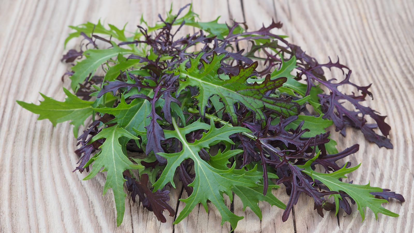What Is Mizuna And What Does It Taste Like?