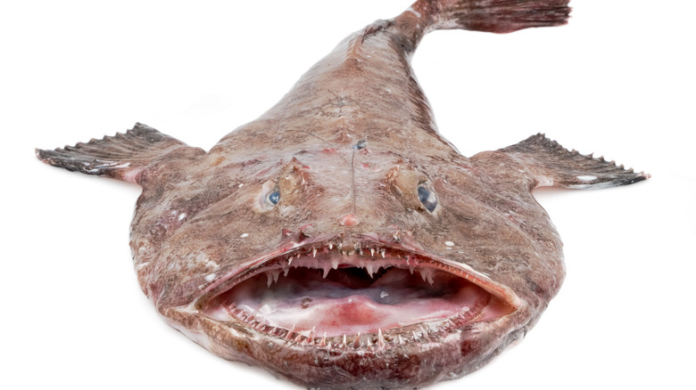 Close-up of a monkfish 