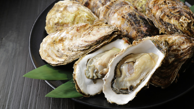 Plate of raw oysters