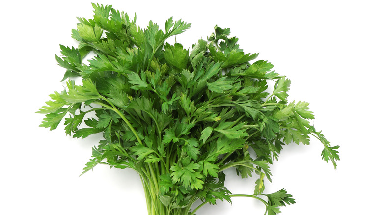 Bunch of parsley