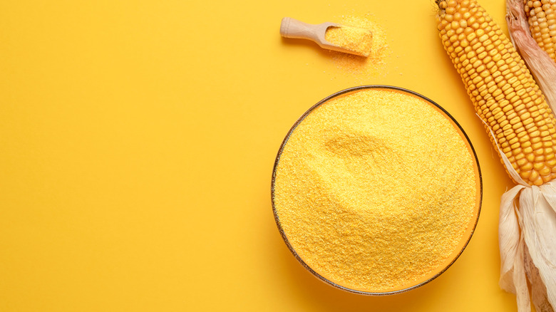 Ground polenta next to corn on yellow background