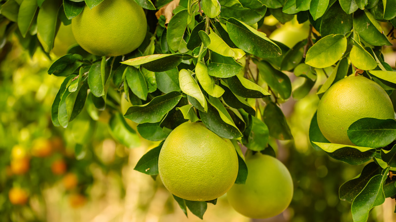 ripe green pomelos on tree