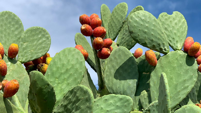 Prickly pear fruits on a cactus