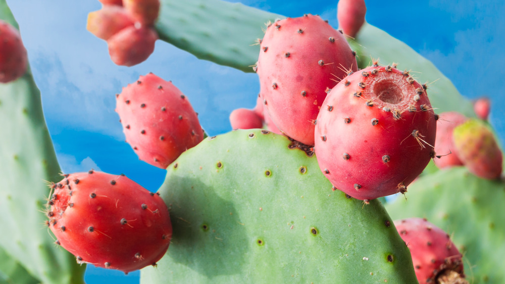 Prickly pear cactus paddle