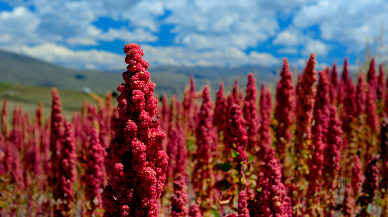 Quinoa field