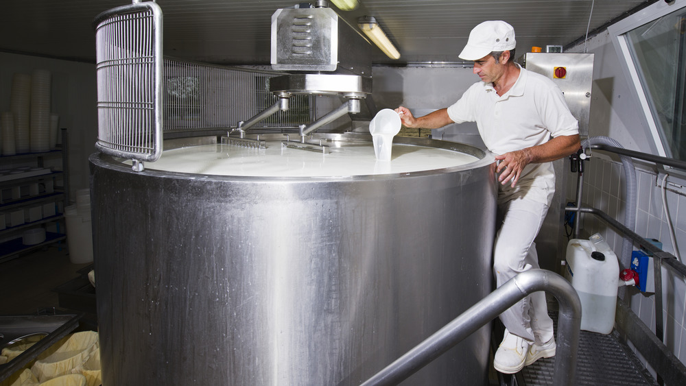 Cheese maker pours rennet into a steel tub