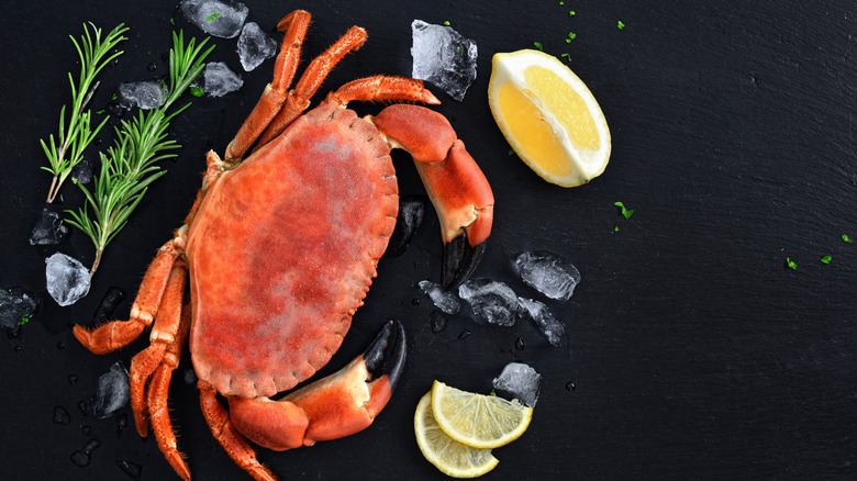 Red rock crab on a black background