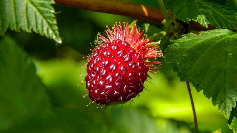 A salmonberry hanging off branch