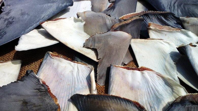 shark fins