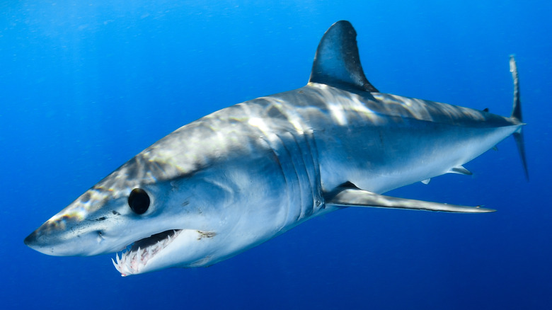 shark in ocean