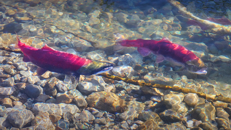 sockeye salmon