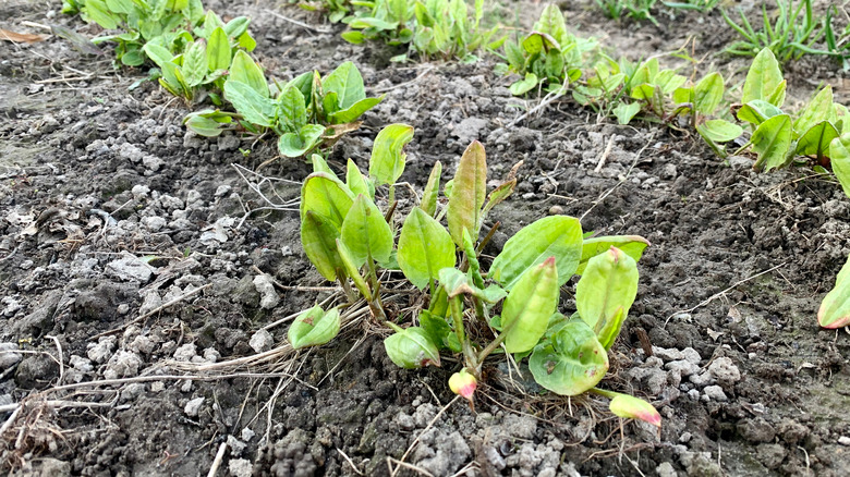 rows of sorrel growing in garden