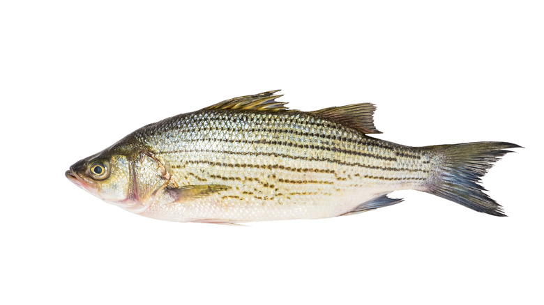 Whole striped bass on white background