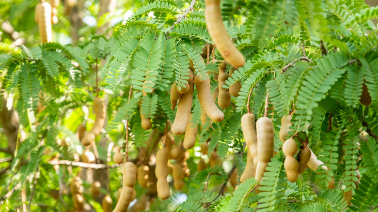 Tamarind pods hanging from tree